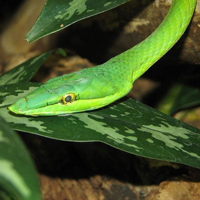 vine-snake01.jpg - Learn About Nature