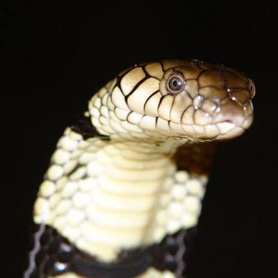 I am shocked! The King Cobra is not taxonomically a true cobra