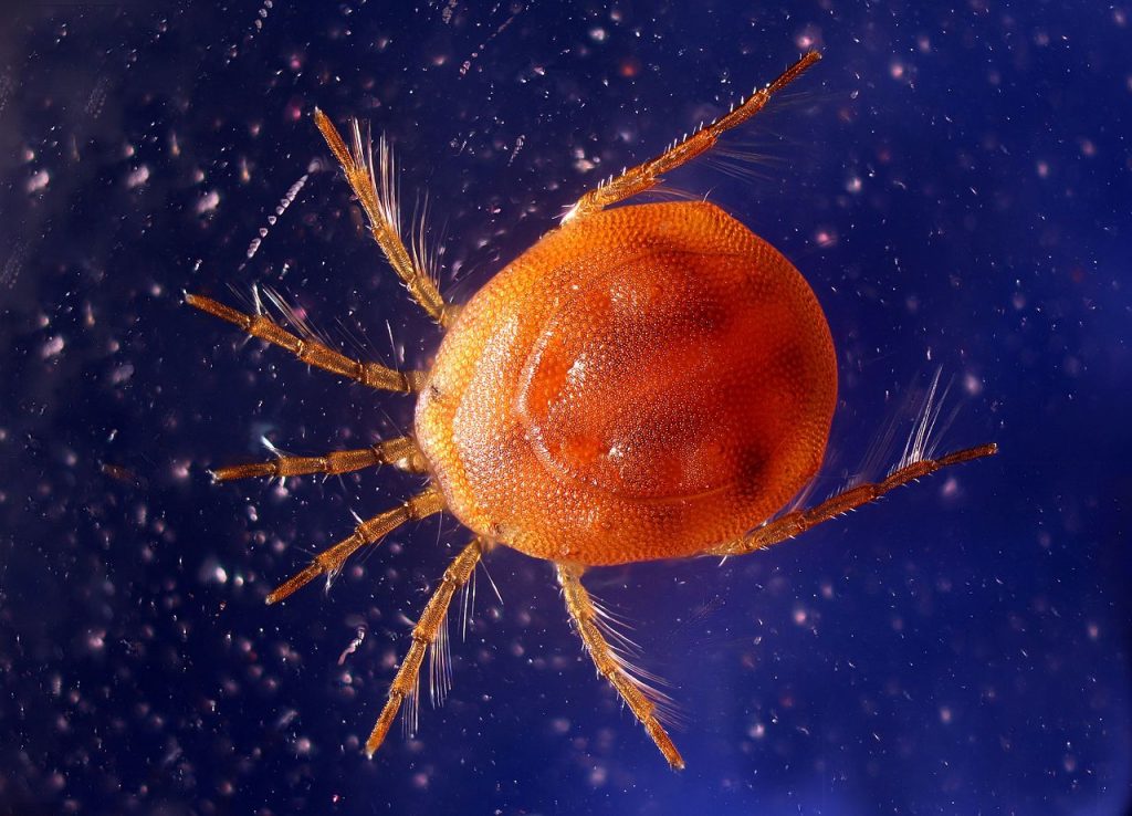 Water Mites - Learn About Nature