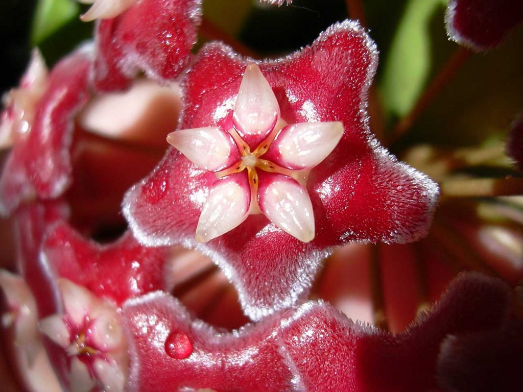 Wax Flowers