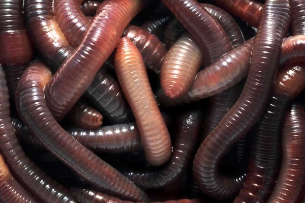 What Do Worms Eat? - Learn About Nature