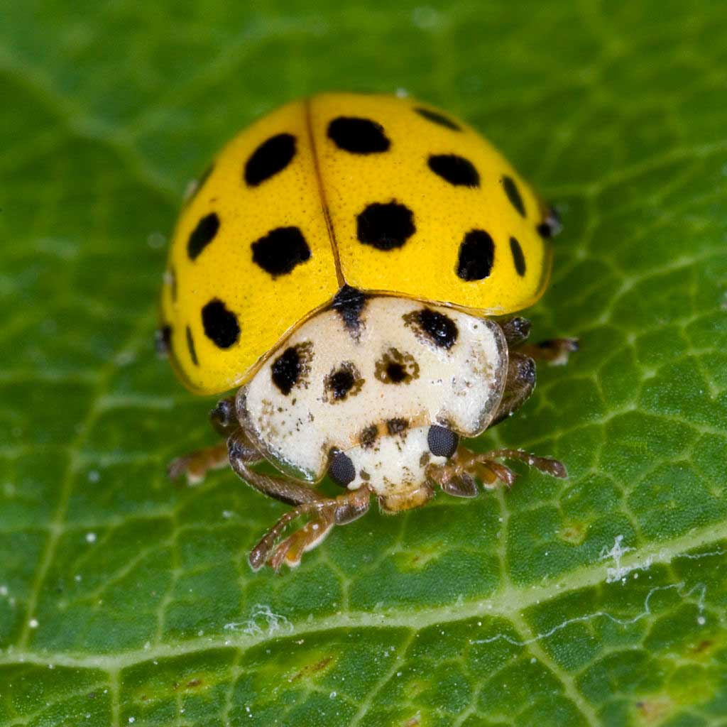 Yellow Ladybug - Biological Characteristics Of “Lucky” Beetles
